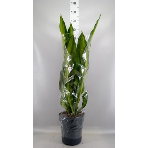 Dracaena frag. 'Burley'
