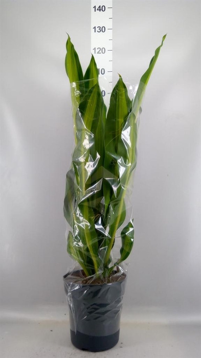 <h4>Dracaena frag. 'Burley'</h4>