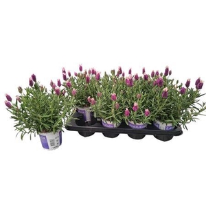Lavandula Lavendel Stoechas Rose