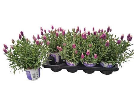 <h4>Lavandula Lavendel Stoechas Rose</h4>