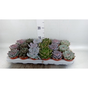 Echeveria   ...mix