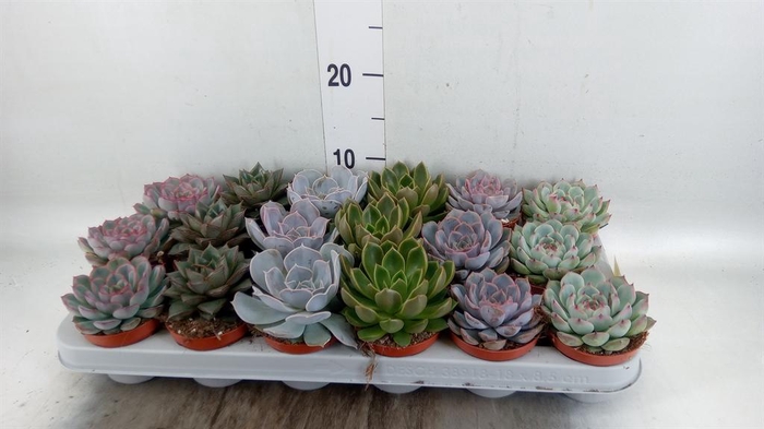 <h4>Echeveria ...mix</h4>