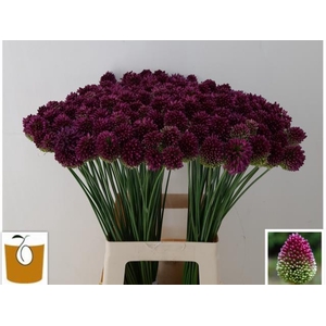 ALLIUM SPHAEROCEPHAL