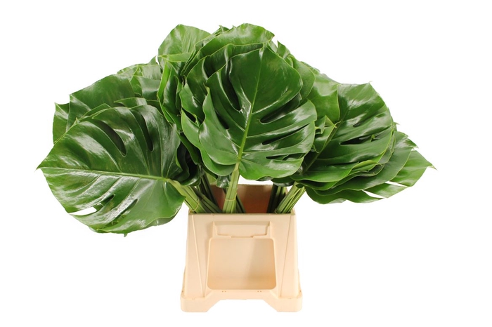 <h4>Monstera 35cm</h4>