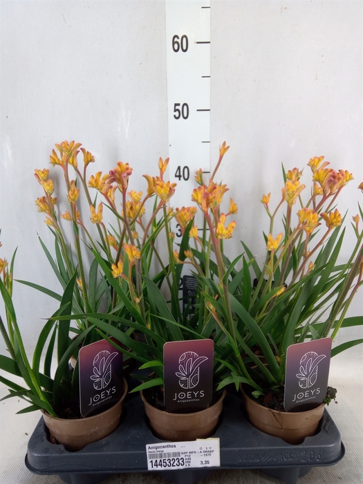 <h4>Anigozanthos   ...</h4>