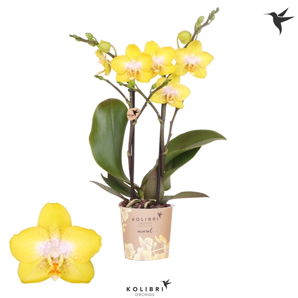 <h4>Phalaenopsis Multifloratypes Anthura Arezzo</h4>