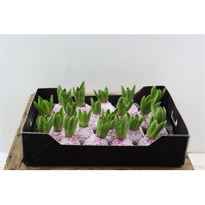 Wax Hyacinth Snow Fuchsia