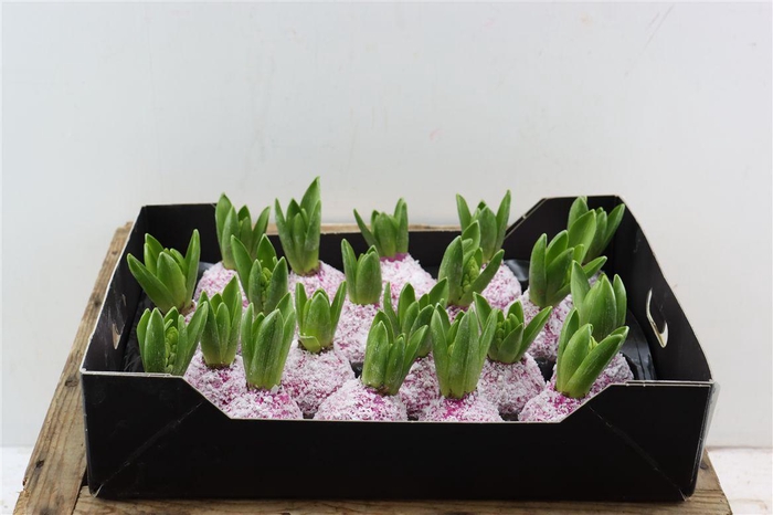 <h4>Wax Hyacinth Snow Fuchsia</h4>