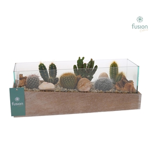Aquarium Medium met Cactussen