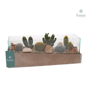 Aquarium Medium met Cactussen