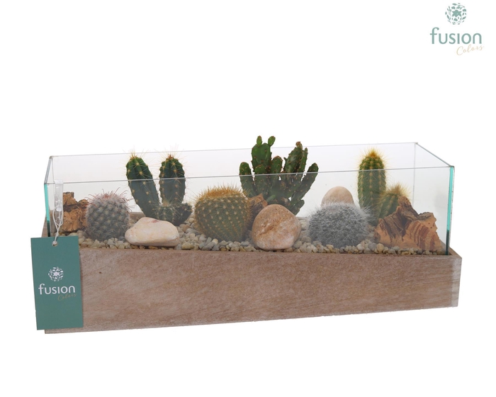 <h4>Aquarium Medium met Cactussen</h4>
