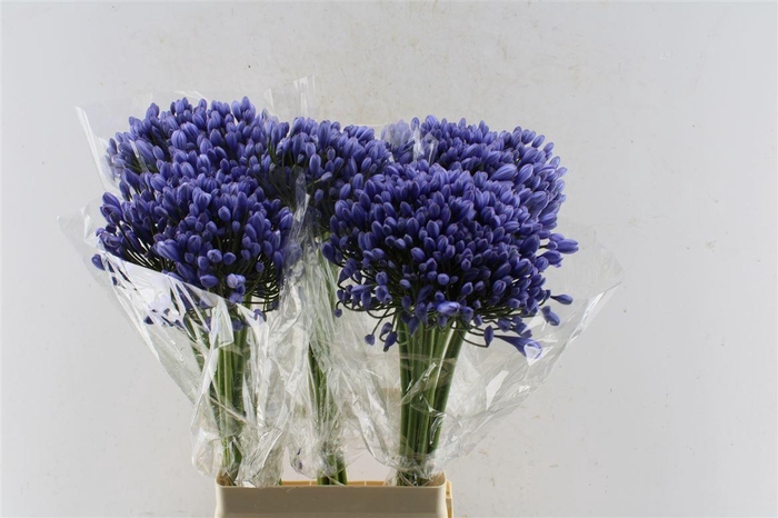 <h4>Agapanthus Buddy Blue</h4>