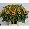Helianthus an. 'Orange Fire'