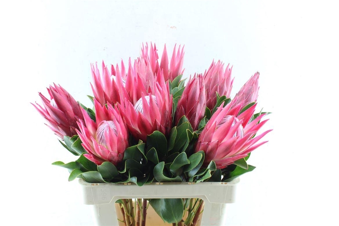 <h4>Protea Cy Madiba</h4>