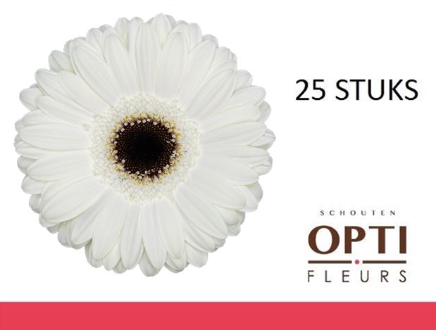 <h4>GE GR WHITE HOUSE-Doosx25</h4>