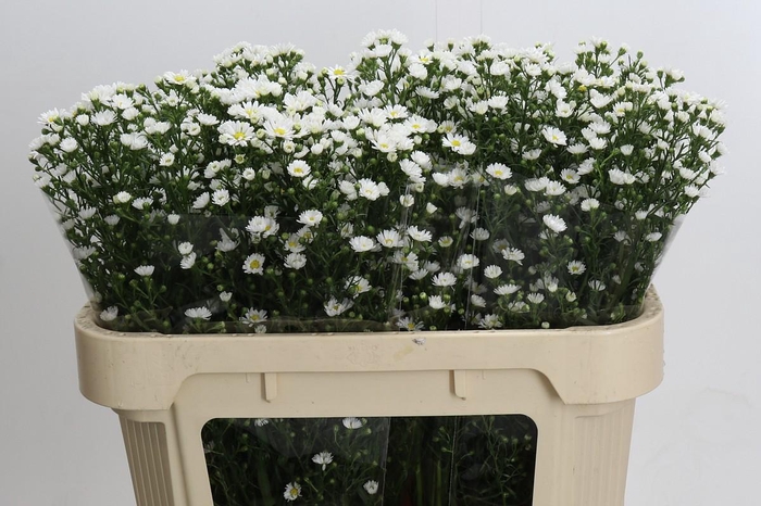 <h4>Aster Paquita</h4>