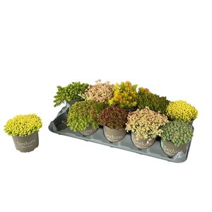 SEDUM GEM
