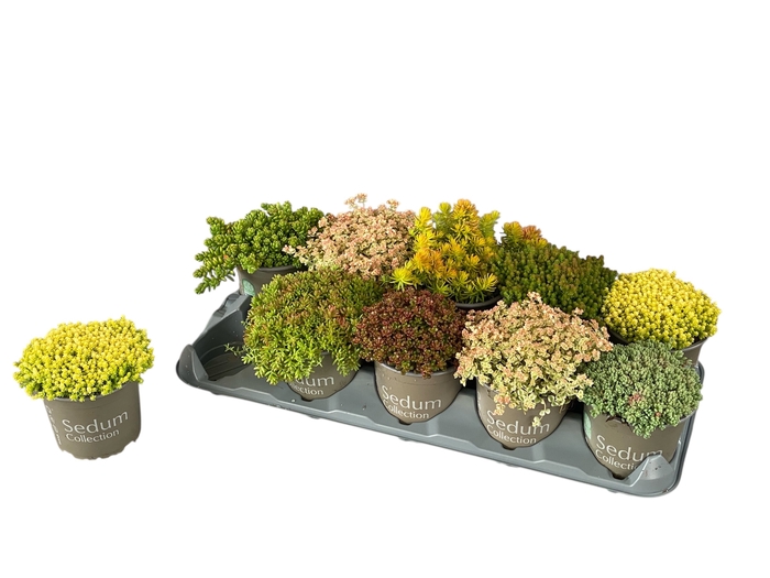<h4>SEDUM GEM</h4>