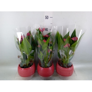 Anthurium andr. 'Pure Purple'