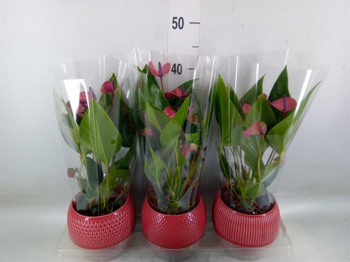 <h4>Anthurium andr. 'Pure Purple'</h4>