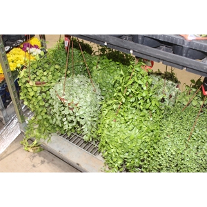 DISCHIDIA C21 VARIADO