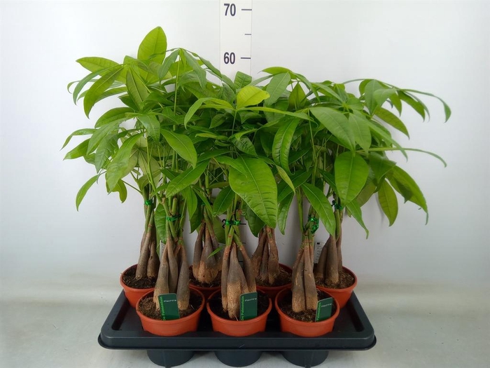 <h4>Pachira aquatica</h4>