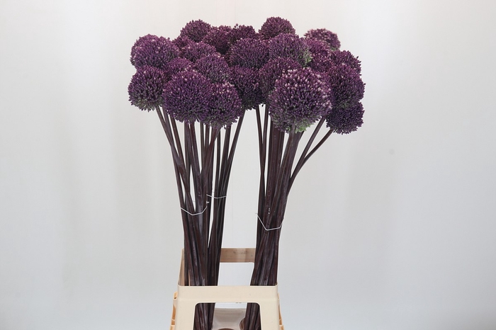 <h4>Allium Summer Drummer</h4>