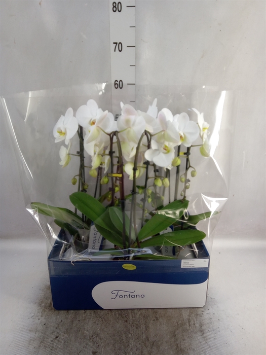 <h4>Phalaenopsis   ...white</h4>