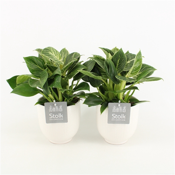 <h4>Philodendron White Wave in Liv Keramiek</h4>