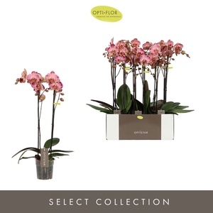 Phalaenopsis overig rood (meerdere