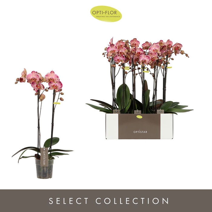 <h4>Phalaenopsis overig rood (meerdere</h4>