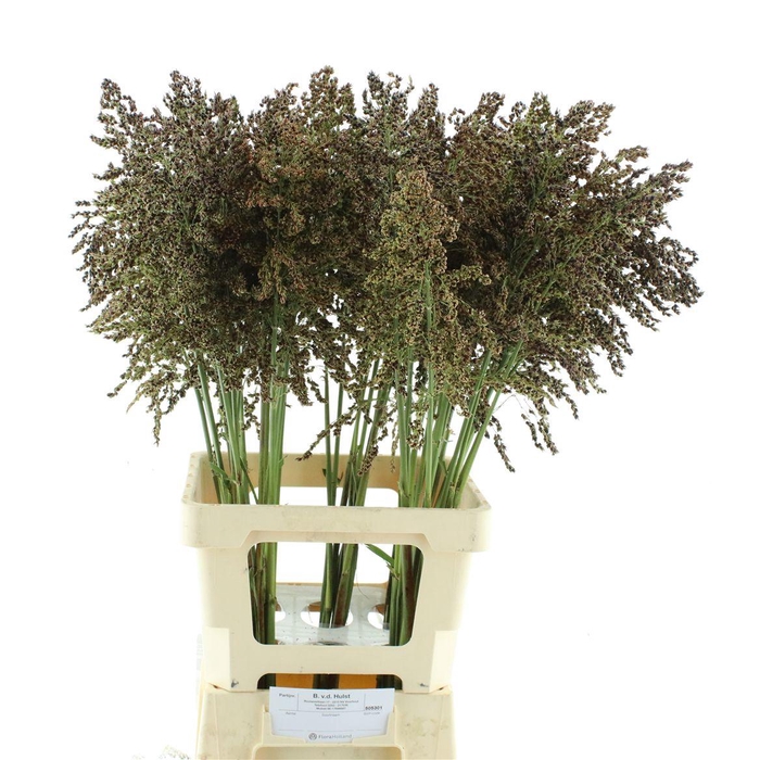 <h4>Sorghum Bicolor</h4>