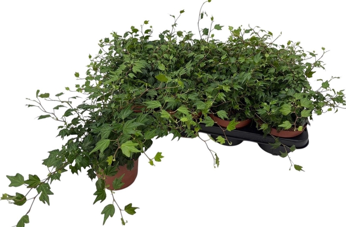 <h4>HED HE JESSICA</h4>