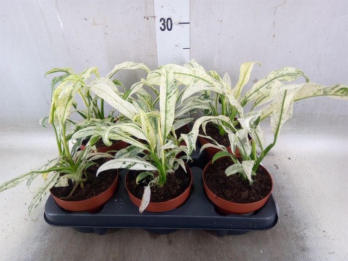 <h4>Epipremnum   ...</h4>