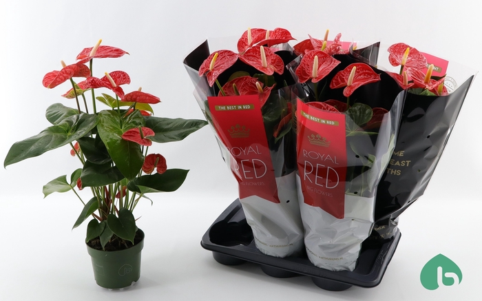 <h4>Anthu An Madural</h4>