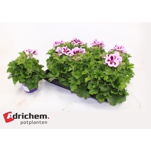 PEL GR PATRICIA