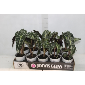 ALOCASIA POLLY P12