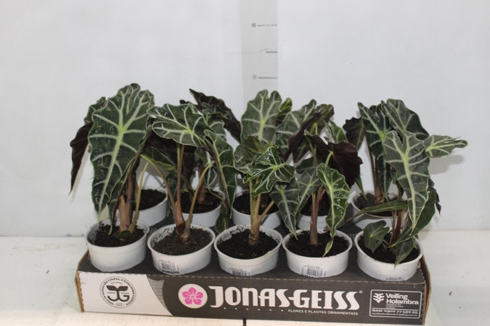 <h4>ALOCASIA POLLY P12</h4>