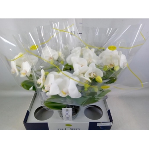 Phalaenopsis   ...white
