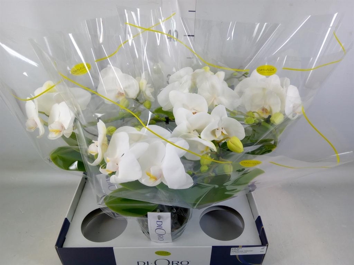 <h4>Phalaenopsis   ...white</h4>