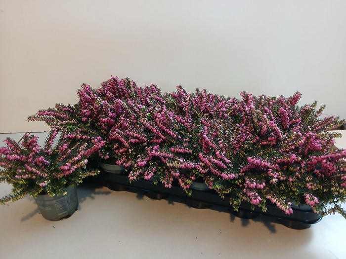 <h4>Erica Darley</h4>