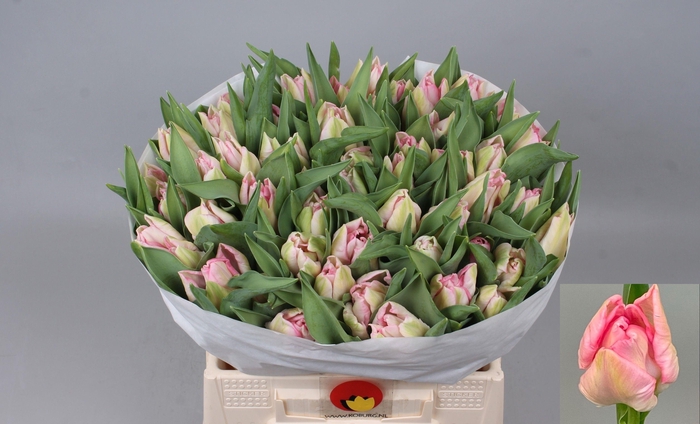 <h4>TU PA ZAMBESI</h4>