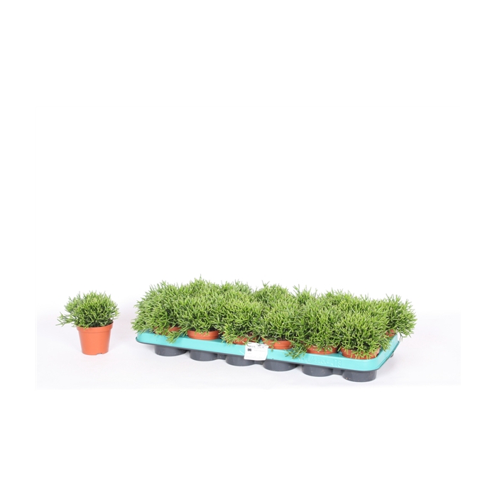 <h4>Hatiora salicornioides D9 cm</h4>