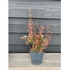 Berberis th. 'Rose Glow' P17
