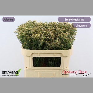 Lim Sin Sen Nectarin