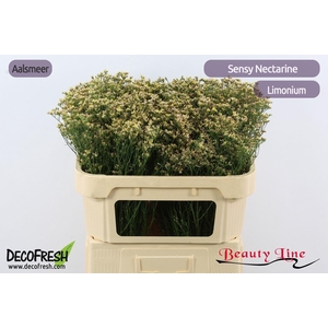 Lim Sin Sen Nectarin