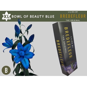 LI OR DU BO OF BEAUT Blue QUALITY BOX