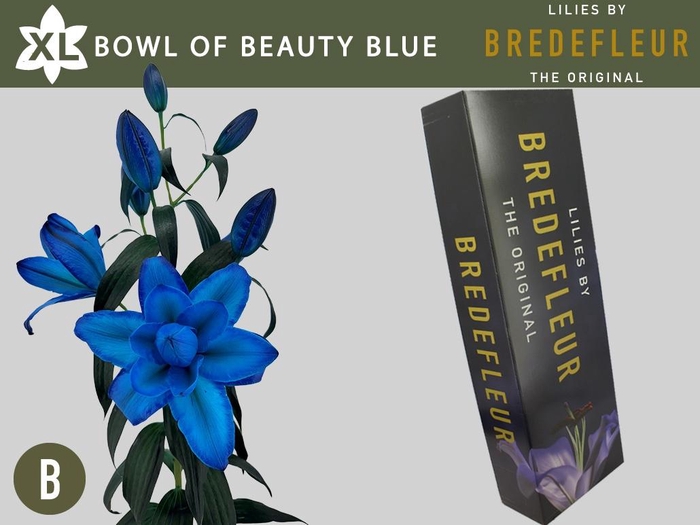 <h4>LI OR DU BO OF BEAUT Blue QUALITY BOX</h4>