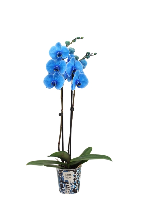 <h4>Potcover I Am Blue Phal I Am Blue 2T14+</h4>