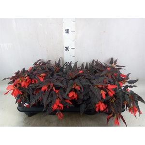 Begonia boliv. 'Beauvilia Red'